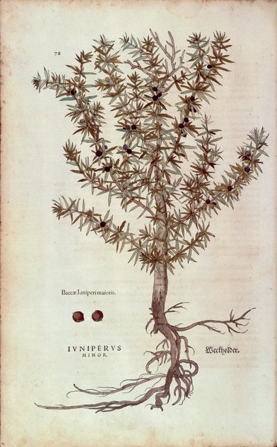 ジュニパー（Juniperus communis）：Leonhart Fuchsによる「De historia stirpium commentarii insignes（植物の歴史に関する注目すべき論評）」のカラーエングレーヴィング。 作： Leonhard Fuchs