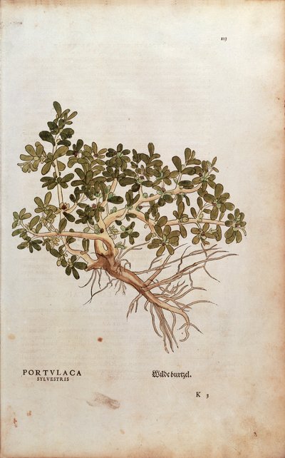 レオンハルト・フックスによる「Paruslaca oleracea（Portulaca sylvestris）」（「De historia stirpium commentarii insignes（Notable Commentaries on the History of Plants）」より）、彩色済み彫刻。 作： Leonhard Fuchs