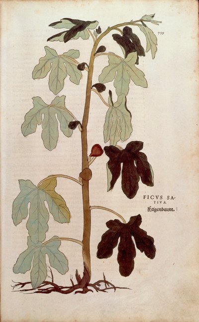 一般的なイチジク - Ficus carica (Ficus sativa) レオンハルト・フックス著 「De historia stirpium commentarii insignes (Notable Commentaries on the History of Plants)」より、彩色された彫刻作品。 作： Leonhard Fuchs