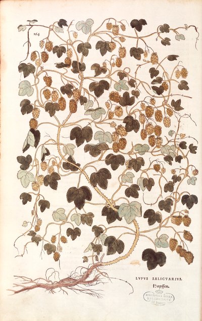 コモンホップ（Humulus lupulus）：Leonhart Fuchsの「De historia stirpium commentarii insignes（植物の歴史に関する注目すべき論評）」のカラーエングレーヴィング。 作： Leonhard Fuchs