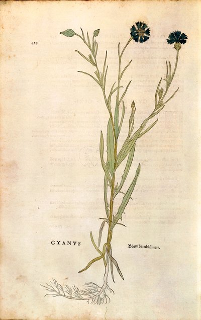 ヤグルマギク（Centaurea cyanus）：Leonhart Fuchs著「De historia stirpium commentarii insignes（植物の歴史についての注目すべき解説）」より、カラーのエングレーヴィング。 作： Leonhard Fuchs