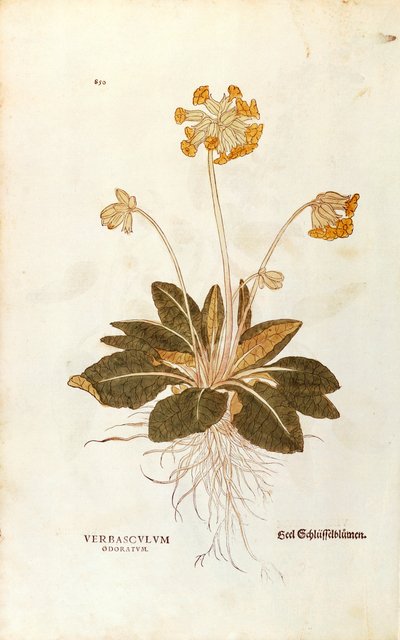 カウスリップ - Primula veris officinalis (Verbasculum odoratum) by Leonhart Fuchs, De historia stirpium commentarii insignes (Notable Commentaries on the History of Plants), カラー・エングレーヴィングより 作： Leonhard Fuchs