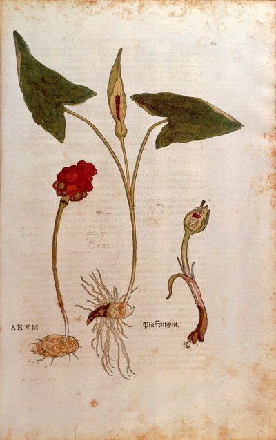 De historia stirpium commentarii insignes (Notable Commentaries on the History of Plants)より、Leonhart FuchsによるArum italicum (Arum)のカラーエングレーヴィング。 作： Leonhard Fuchs