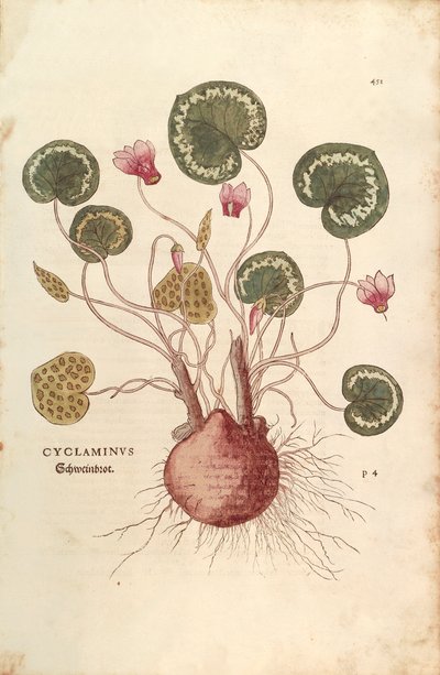 シクラメン（Cyclaminus） by Leonhart Fuchs 「De historia stirpium commentarii insignes（植物の歴史に関する注目すべき解説書）」より カラー彫刻 作： Leonhard Fuchs
