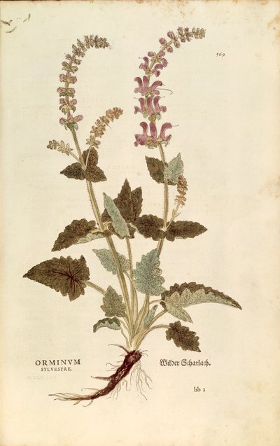 ドラゴンマウス（HorminumまたはOrminum sylvestre）Leonhart Fuchs著、『De historia stirpium commentarii insignes（植物の歴史に関する注目すべき解説書）』より、彩色済みエングレービング 作： Leonhard Fuchs