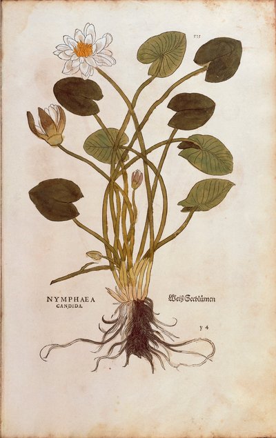 ヨーロピアンホワイトウォーターリリー（白蓮） - Nymphaea alba（Nymphaea candida） by Leonhart Fuchs, De historia stirpium commentarii insignes (Notable Commentaries on the History of Plants)のカラーエングレーヴィング。 作： Leonhard Fuchs