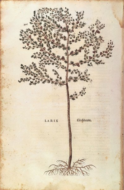 ヨーロッパカラマツ（Larix decidua）Leonhart Fuchsによる「De historia stirpium commentarii insignes（植物の歴史に関する注目すべき解説）」のカラーエングレービング 作： Leonhard Fuchs