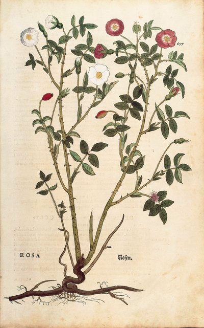 常緑の薔薇（Rosa sempervirens） by Leonhart Fuchs （「植物の歴史に関する注目すべき論評」より）、彩色済みエングレーヴィング 作： Leonhard Fuchs