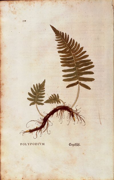 シダ植物（Polypodium vulgare）Leonhart Fuchsによる「De historia stirpium commentarii insignes（植物の歴史に関する注目すべき解説）」のカラーエングレービング版 作： Leonhard Fuchs