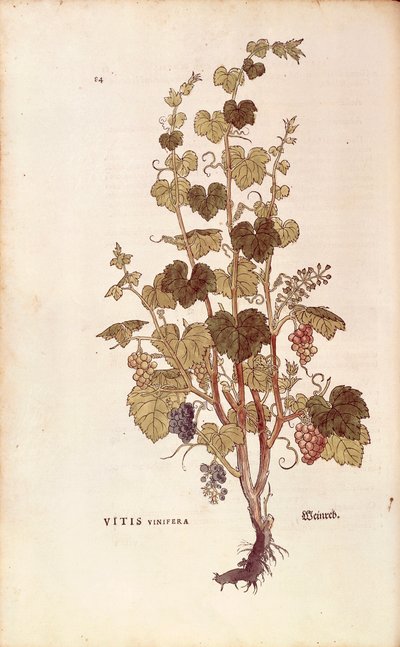 ブドウの木（Vitis vinifera）、Leonhart Fuchs著、『De historia stirpium commentarii insignes（植物の歴史に関する注目すべき解説）』より、彩色済みの彫刻。 作： Leonhard Fuchs