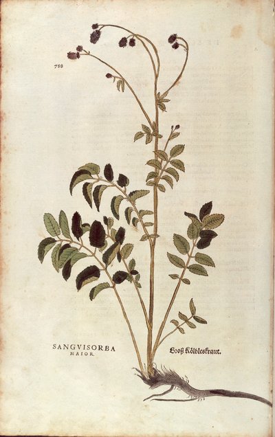 Leonhart Fuchsによる「De historia stirpium commentarii insignes (Notable Commentaries on the History of Plants)」のカラーエングレーヴィングによる「オオバタン」（Sanguisorba officinalis 作： Leonhard Fuchs