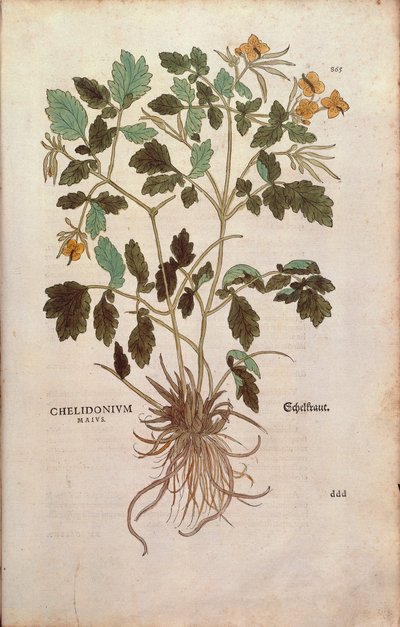 レオンハート・フックスによるグレーターセランジン（Chelidonium majus）（『植物の歴史に関する注目すべき解説』より）カラー彫刻版 作： Leonhard Fuchs