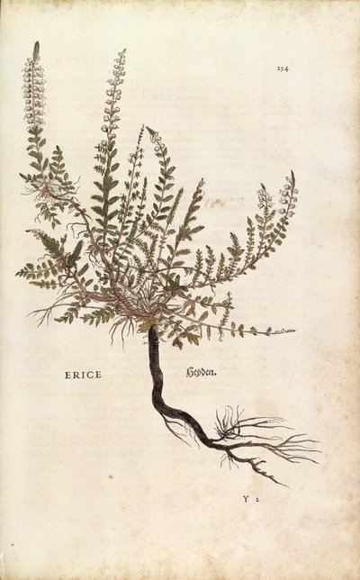ヘザー - Calluna vulgaris (Erice) by Leonhart Fuchs from De historia stirpium commentarii insignes (Notable Commentaries on the History of Plants), colored engraving 作： Leonhard Fuchs