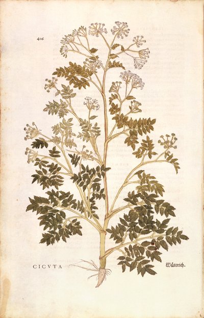 ヘムロック - Conium maculatum (Cicuta) レオンハート・フックス著 「植物の歴史に関する注目すべき解説」より カラー彫刻 作： Leonhard Fuchs