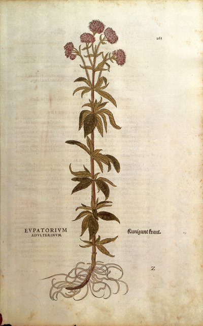 Hemp-agrimony - Eupatorium cannabinum (Eupatorium adulterinum) by Leonhart Fuchs from De historia stirpium commentarii insignes (Notable Commentaries on the History of Plants), colored engraving 作： Leonhard Fuchs