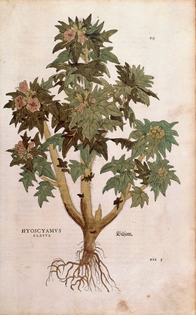 Henbane - Hyoscyamus niger (Hyoscyamus flavus) by Leonhart Fuchs from De historia stirpium commentarii insignes (Notable Commentaries on the History of Plants) カラーの彫刻作品。 作： Leonhard Fuchs