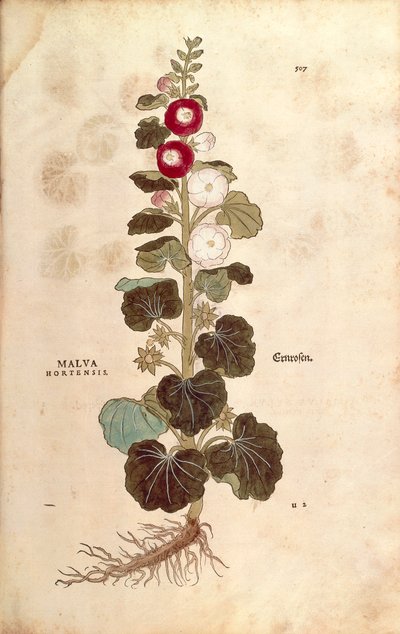 ホリーホック - アオイ科 - アルセア（Malva hortensis）Leonhart Fuchs著 「De historia stirpium commentarii insignes（植物の歴史に関する注目すべき論評）」より カラーの彫刻作品 作： Leonhard Fuchs