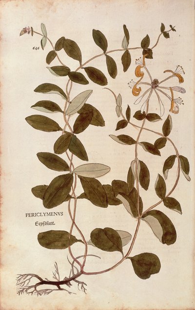 ハニーサックル（Lonicera periclymenum）Leonhart Fuchs著、『De historia stirpium commentarii insignes（植物の歴史に関する注目すべき解説）』より、カラーのエングレーヴィング。 作： Leonhard Fuchs