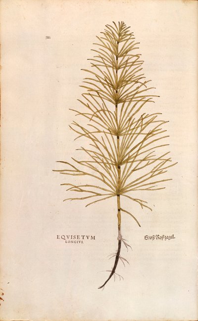 Horsetail - Equisetum arvense (Equisetum longius) by Leonhart Fuchs 「De historia stirpium commentarii insignes (Notable Commentaries on the History of Plants)」より、彩色済みの彫刻。 作： Leonhard Fuchs