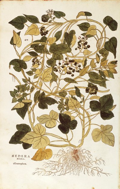 アイビー（Hedera helix nigra aurea）、Leonhart Fuchs著、『De historia stirpium commentarii insignes（植物の歴史に関する注目すべき解説）』より、カラーのエングレーヴィング。 作： Leonhard Fuchs