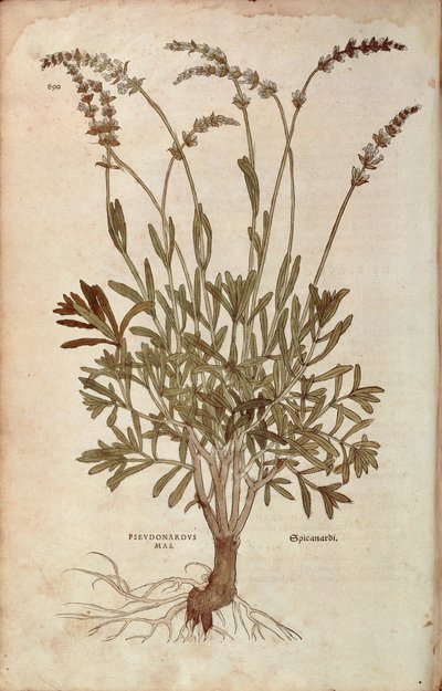 ラベンダー - 「Lavandula spica（Pseudonardus mas）」Leonhart Fuchs著、「De historia stirpium commentarii insignes（植物の歴史に関する注目すべき解説書）」より、カラーのエングレーヴィング。 作： Leonhard Fuchs