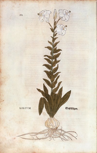 リリー（Lilium） by Leonhart Fuchs 「De historia stirpium commentarii insignes（植物の歴史についての注目すべき解説）」より、カラーの彫刻版 作： Leonhard Fuchs