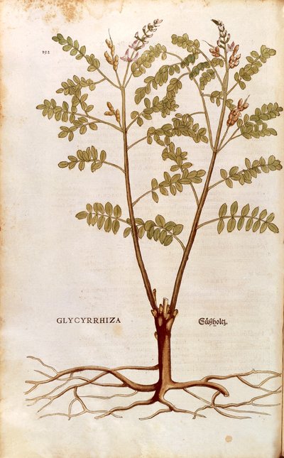 リコリス（Glycyrrhiza glabra）：Leonhart Fuchs著『De historia stirpium commentarii insignes（植物の歴史に関する注目すべき解説）』のカラーエングレーヴィング。 作： Leonhard Fuchs