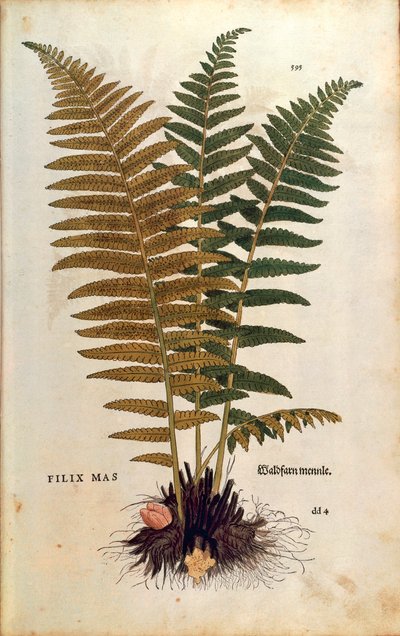 シダの雄（Dryopteris filix-mas）、Leonhart Fuchs著『De historia stirpium commentarii insignes（植物の歴史に関する注目すべき解説書）』のカラーエングレーヴィング。 作： Leonhard Fuchs