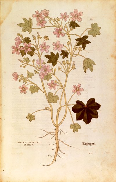 マロー（Malva sylvestris elatior）、Leonhart Fuchs著、『De historia stirpium commentarii insignes（植物の歴史に関する注目すべき解説）』より、カラーのエングレーヴィング。 作： Leonhard Fuchs
