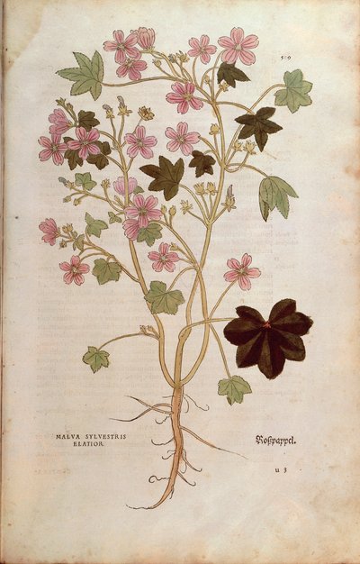マロー（Malva sylvestris elatior）、Leonhart Fuchs著、『De historia stirpium commentarii insignes（植物の歴史に関する注目すべき解説）』より、カラーのエングレーヴィング。 作： Leonhard Fuchs