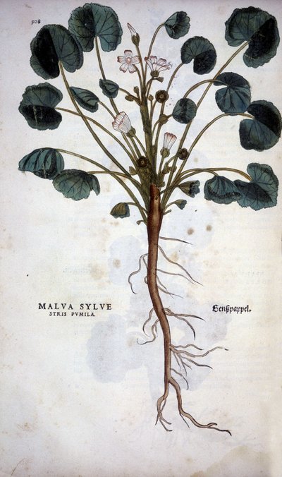 Malva Sylvestre (Great Purple) - Leonhart Fuchsの "De Historia Stirpium commentarii insignia "にて。 作： Leonhard Fuchs