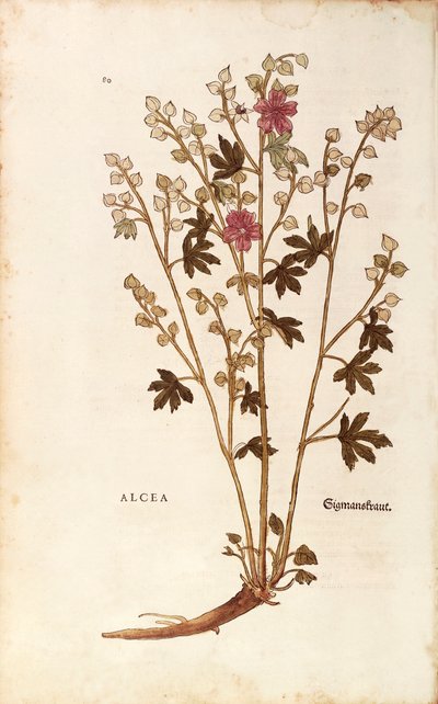 マシュマロ（Althaea）：Leonhart Fuchs著 「De historia stirpium commentarii insignes（植物の歴史に関する注目すべき解説）」より カラーの彫刻版 作： Leonhard Fuchs