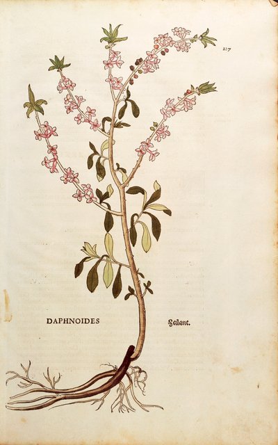 Mezereon - Daphne mezereum (Daphnoides)、Leonhart Fuchs著、「De historia stirpium commentarii insignes (Notable Commentaries on the History of Plants)」より、彩色された彫刻作品。 作： Leonhard Fuchs