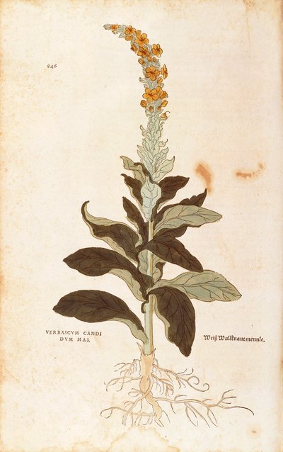 Mullein - Verbascum Thapsus (Verbasco candidum mas) by Leonhart Fuchs from De historia stirpium commentarii insignes (Notable Commentaries on the History of Plants), colored engraving 作： Leonhard Fuchs