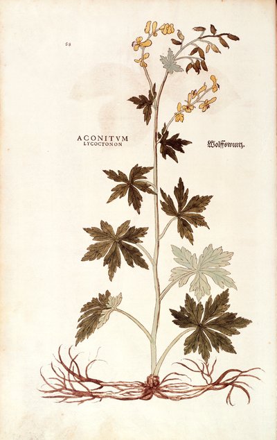 Leonhart FuchsによるNorthern Wolfsbane (Aconitum lycoctonum) De historia stirpium commentarii insignes (Notable Commentaries on the History of Plants)より、彩色された彫刻版。 作： Leonhard Fuchs