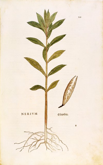 Leonhart Fuchsによるキョウチクトウ（Nerium oleander）、「De historia stirpium commentarii insignes（植物の歴史に関する注目すべき解説）」より、カラーのエングレービング 作： Leonhard Fuchs