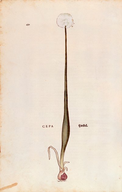 タマネギ（Allium cepa）、Leonhart Fuchs著、『De historia stirpium commentarii insignes（植物の歴史に関する注目すべき解説）』より、彩色済みエングレービング 作： Leonhard Fuchs