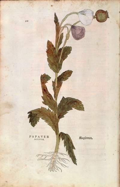 アヘンゲシ（Papaver somniferum（Papaver satiuum））：Leonhart Fuchs著『De historia stirpium commentarii insignes（植物の歴史についての注目すべき解説）』より、カラーのエングレーヴィング。 作： Leonhard Fuchs