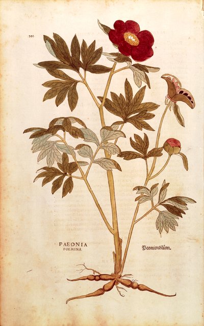 シャクヤク - Paeonia officinalis (Paeonia foemina) レオンハルト・フックス著 「De historia stirpium commentarii insignes (Notable Commentaries on the History of Plants)」より、彩色済みエングレーヴィング。 作： Leonhard Fuchs