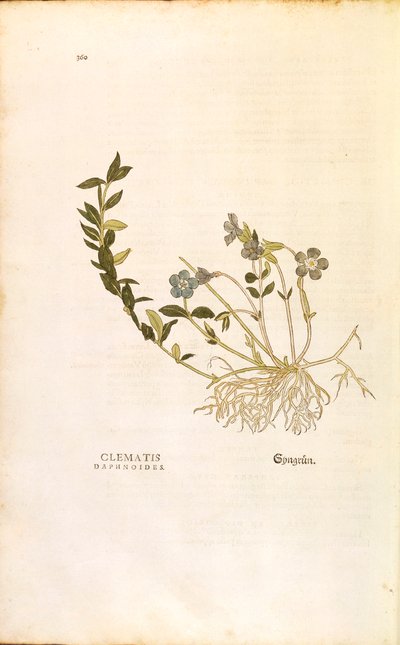 ニチニチソウ - Vinca minor (Clematis daphnoides) by Leonhart Fuchs, De historia stirpium commentarii insignes (Notable Commentaries on the History of Plants), カラーエングレーヴィング。 作： Leonhard Fuchs