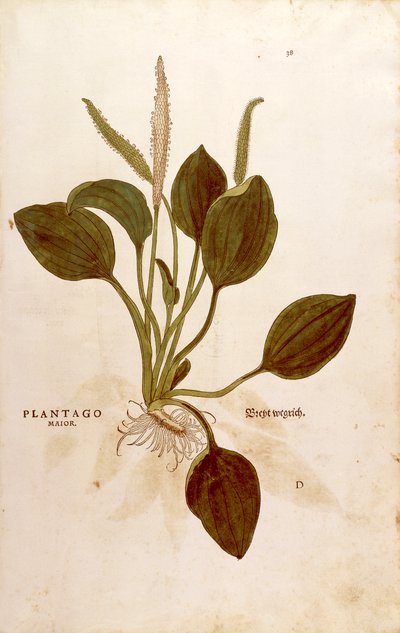 レオンハート・フックスによるオオバコ（Plantago major）（「植物の歴史に関する注目すべき解説」より）カラーの彫刻版 作： Leonhard Fuchs