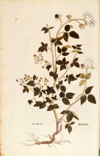 プレート。レオンハート・フックスによるデューベリー（Rubus）（『De historia stirpium commentarii insignes (Notable Commentaries on the History of Plants)』より）、彩色済みエングレーヴィング。 作： Leonhard Fuchs