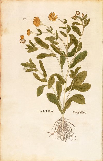 マリーゴールドの鉢植え - Calendula officinalis (Caltha) by Leonhart Fuchs from De historia stirpium commentarii insignes (Notable Commentaries on the History of Plants) coloured engraving 作： Leonhard Fuchs