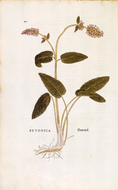 Leonhart Fuchsによる「De historia stirpium commentarii insignes (Notable Commentaries on the History of Plants)」のカラーエングレーヴィングによる紫色のベトニーまたはビショップワート（Betonica）。 作： Leonhard Fuchs