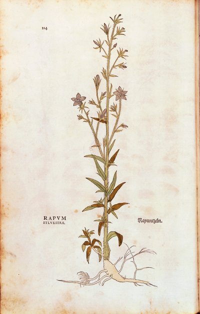 レオンハルト・フックスによる「ランピオン・ベルフラワー」（Campanula rapunculus）（Rapum sylvestre）：「De historia stirpium commentarii insignes（植物の歴史に関する注目すべき解説）」のカラー彫刻 作： Leonhard Fuchs