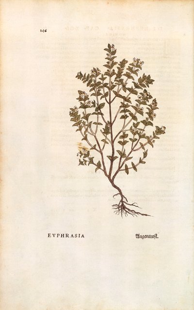 レッドアイブライト（Euphrasia officinalis）、Leonhart Fuchs著 「De historia stirpium commentarii insignes（植物の歴史に関する注目すべき解説）」より カラー彫刻 作： Leonhard Fuchs