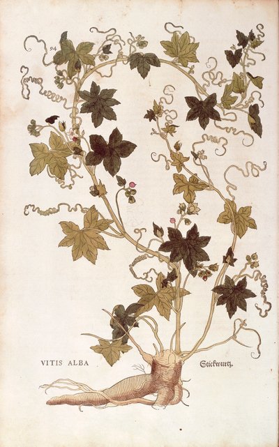 レッドブリオニー - Bryonia dioica (Vitis alba) by Leonhart Fuchs, De historia stirpium commentarii insignes (Notable Commentaries on the History of Plants), カラーエングレーヴィングより 作： Leonhard Fuchs