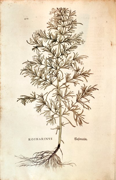 ローズマリー、Rosmarinus Officinalis (Rosmarinus).彩色彫刻 作： Leonhard Fuchs