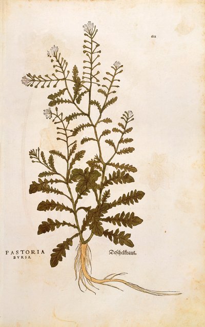 レオンハルト・フックスによる「Capsella bursa-pastoris（Pastoria bursa）」（「De historia stirpium commentarii insignes（植物の歴史に関する注目すべき解説書）」より） カラーのエングレービング 作： Leonhard Fuchs