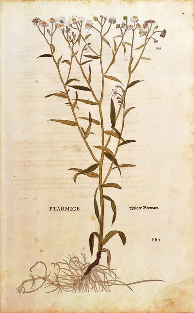 Sneezewort - Achillea ptarmica (Ptarmice) by Leonhart Fuchs from De historia stirpium commentarii insignes (Notable Commentaries on the History of Plants) カラーエングレーヴィング 作： Leonhard Fuchs
